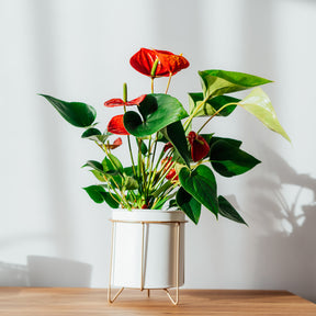Rote Flamingoblume / Anthurium red - Willemse
