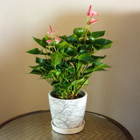 Pink Flamingoblume / Anthurium pink - Anthurium andreanum Sweet Dream - Willemse