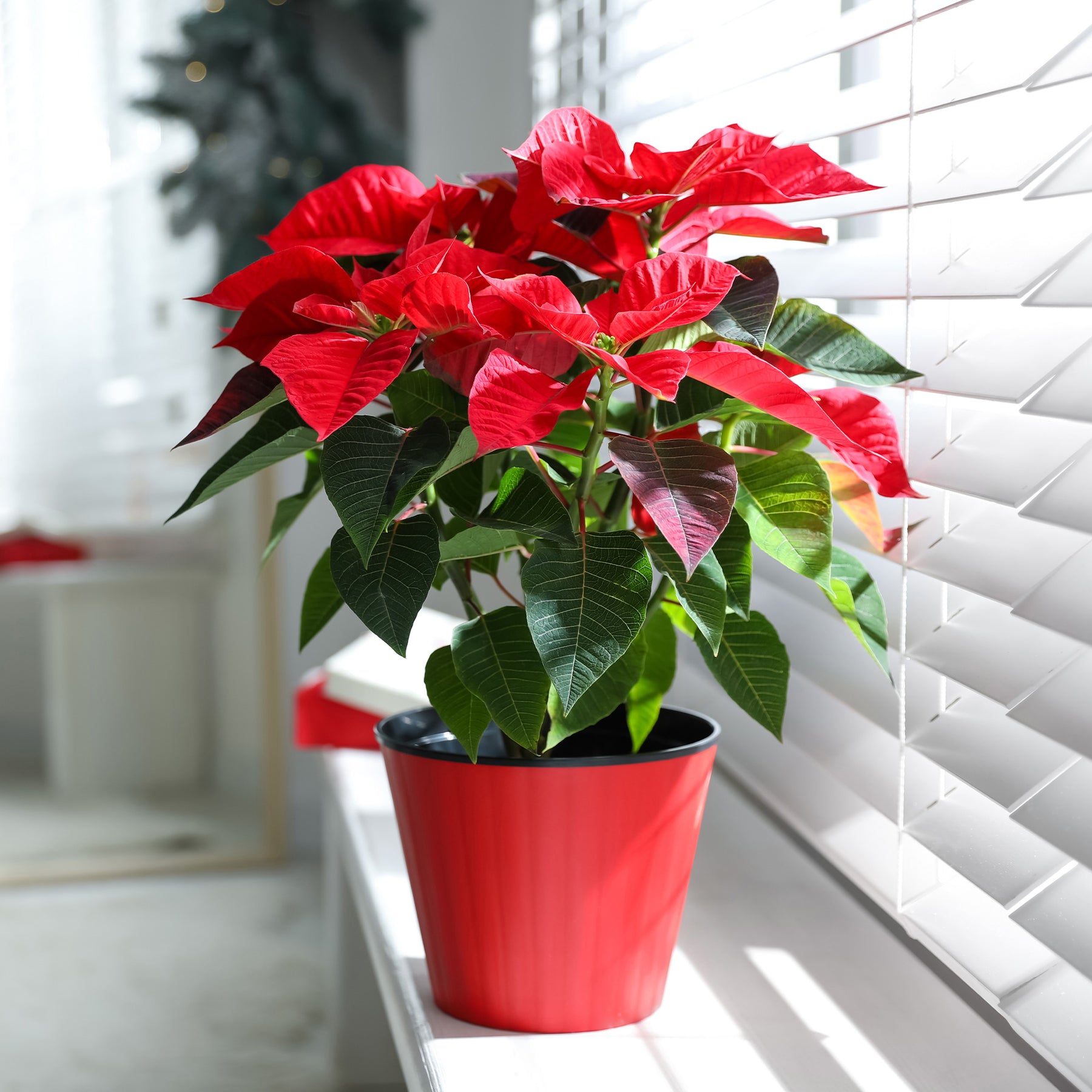 Rote Poinsettia - Willemse
