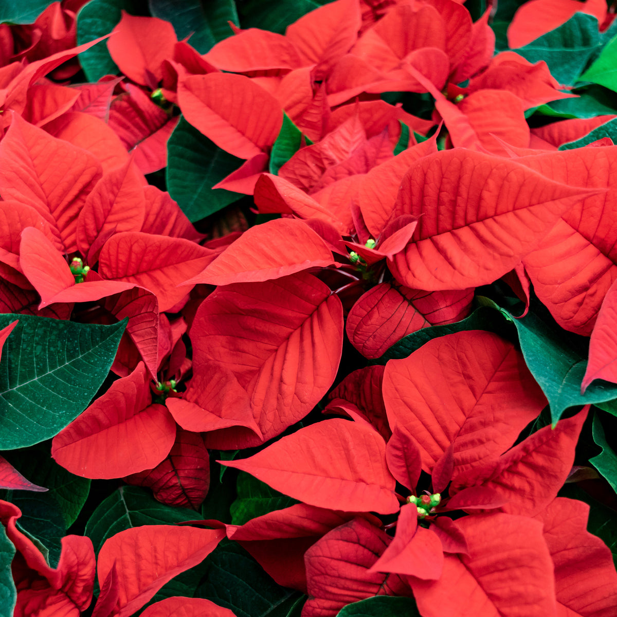 Rote Poinsettia - Euphorbia pulcherrima red - Willemse