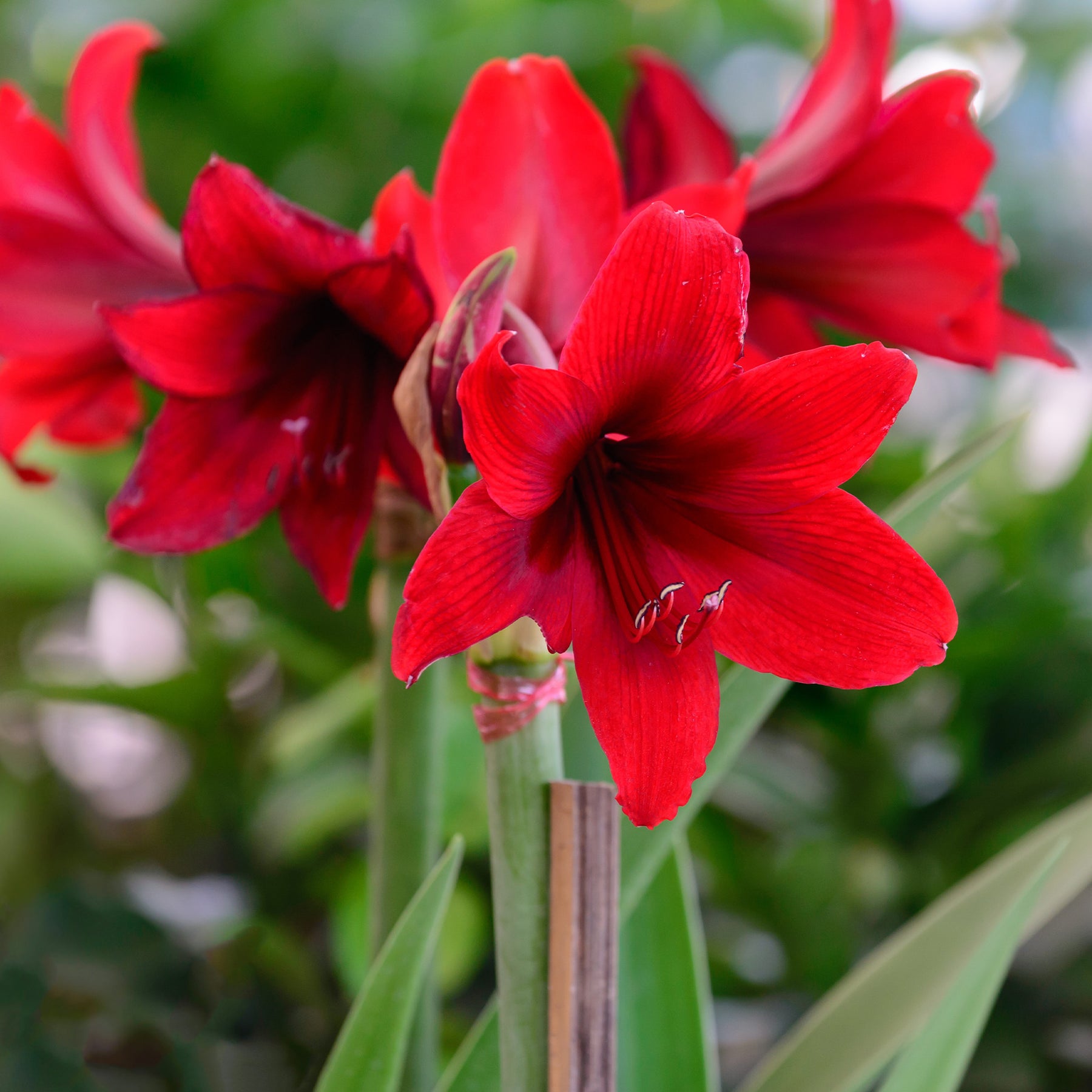 Amaryllis in Wachs - Wachs Amaryllis  Magic Rosé Gold - Amaryllis  Magic Rosé Gold