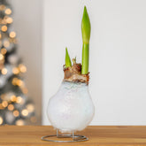 Wachs Amaryllis Magic White - Willemse