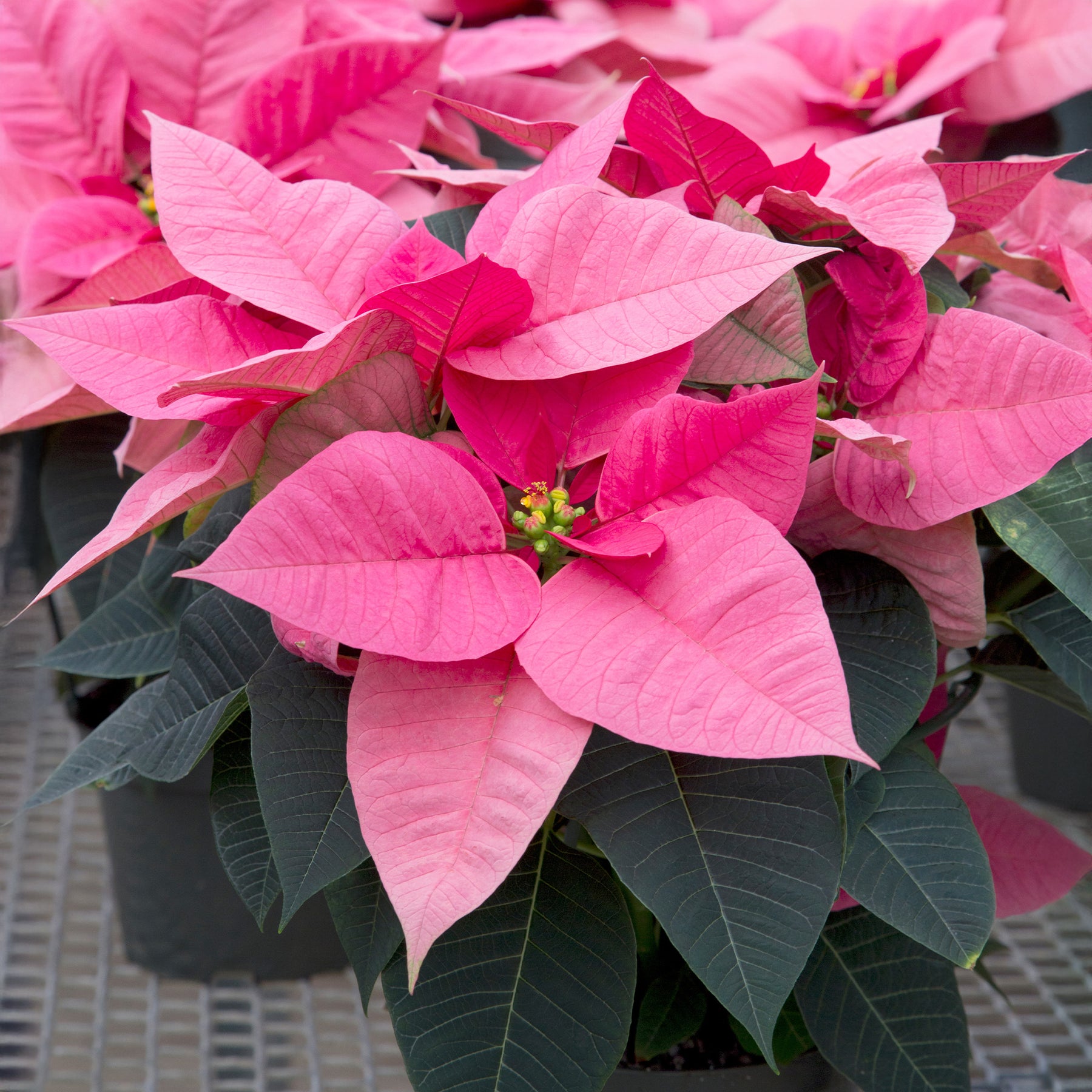 Rosa Poinsettia - Willemse