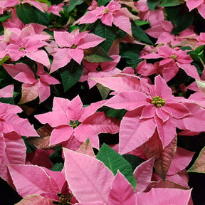 Rosa Poinsettia - Euphorbia pulcherrima pink - Willemse