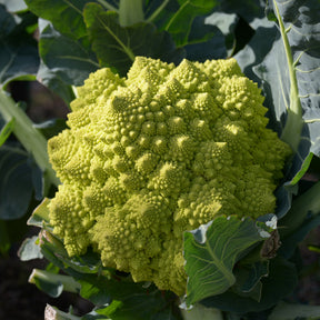 Brassica oleracea botrytis romanesco - Brokkoli ‘Romanesco’ - Samen für Kohl