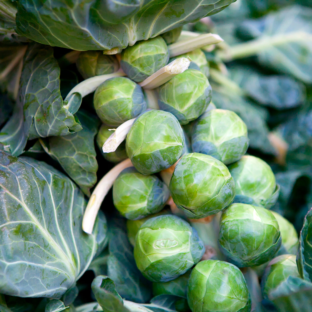 Rosenkohl ‘De Rosny’ - Brassica oleracea gemmifera De Rosny - Willemse