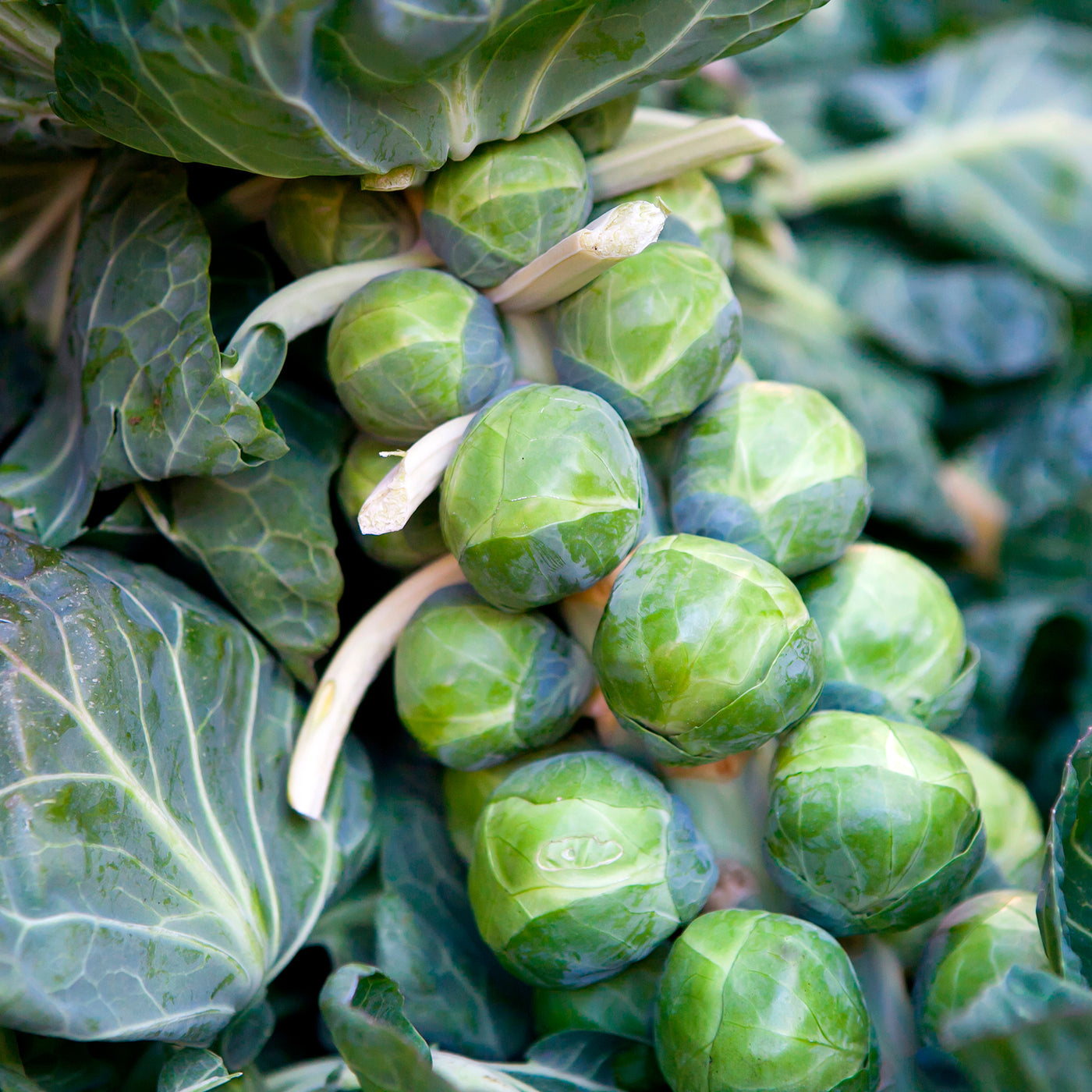 Rosenkohl ‘De Rosny’ - Brassica oleracea gemmifera De Rosny - Willemse
