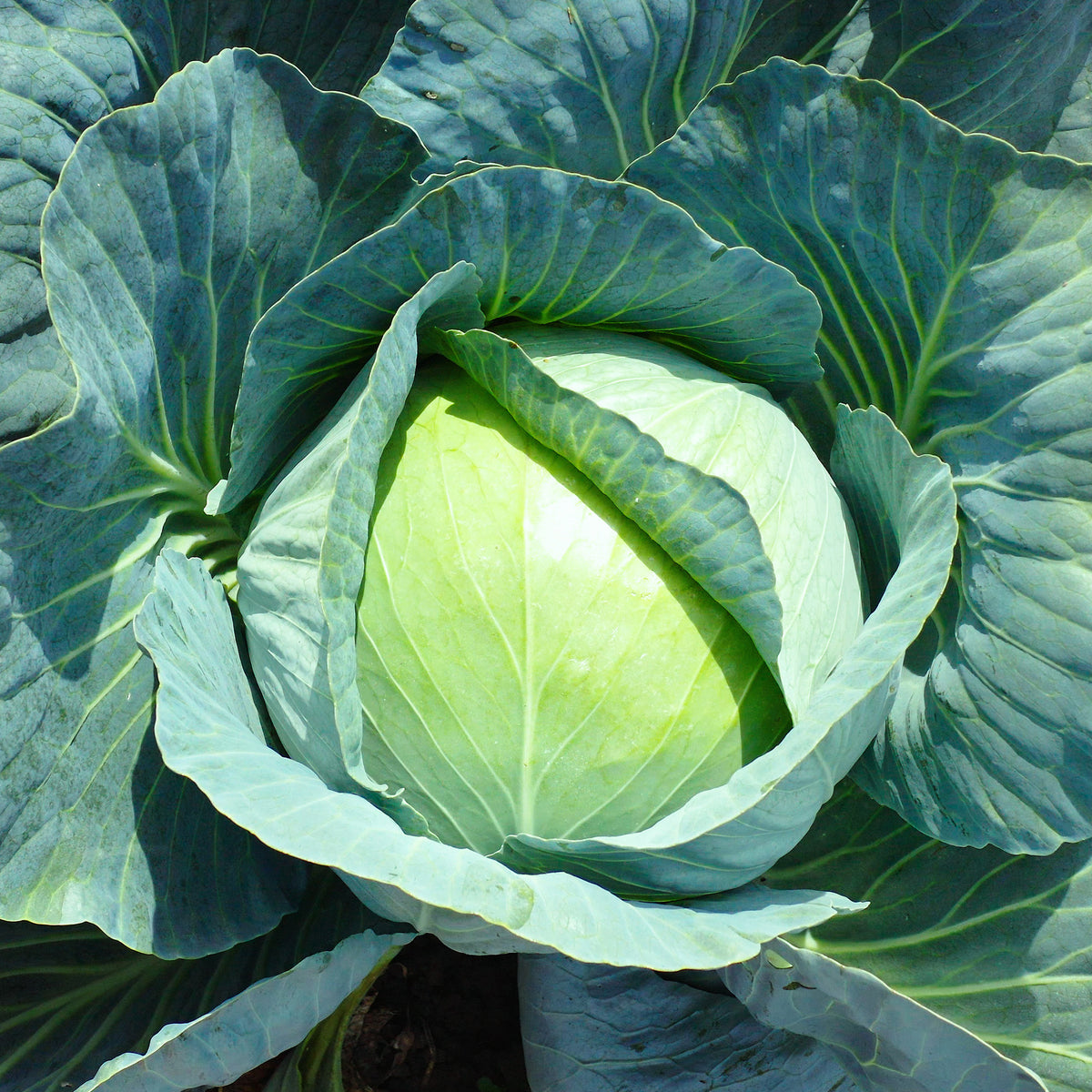 Brassica oleracea capitata vestri f1 - Weißkohl Vestri F1 - Samen für Kohl