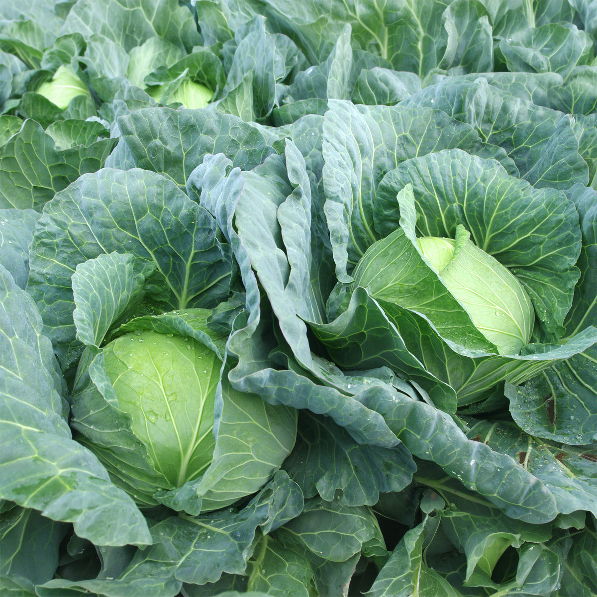 Weißkohl Vestri F1 - Brassica oleracea capitata vestri f1 - Willemse