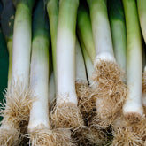 Lauch Long de Nice 2 - Willemse