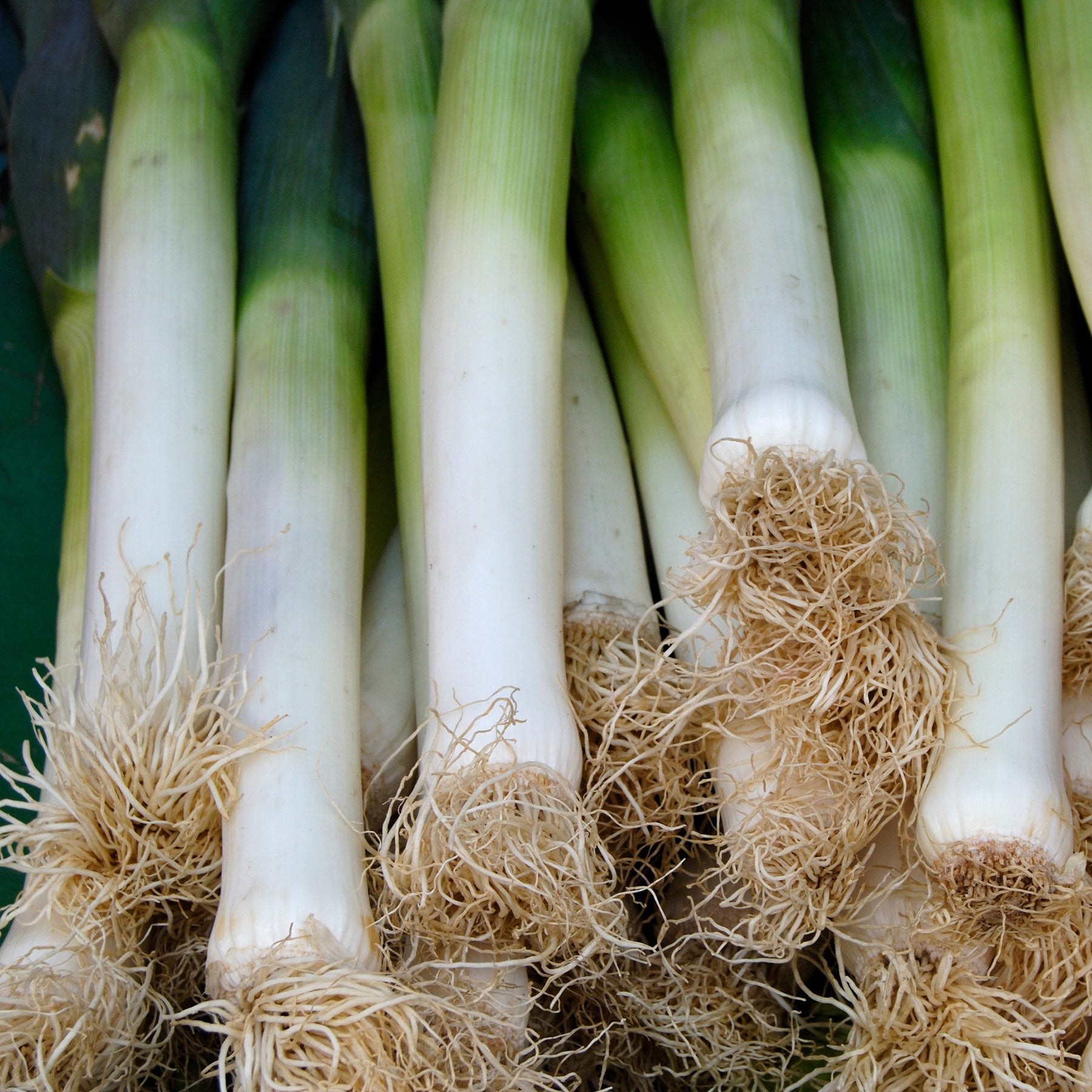 Lauch Long de Nice 2 - Willemse