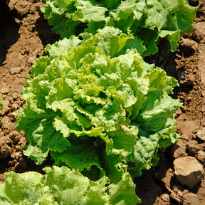 Bataviasalat ‘Blonde de Paris’ - Lactuca sativa capitata blonde de paris - Willemse