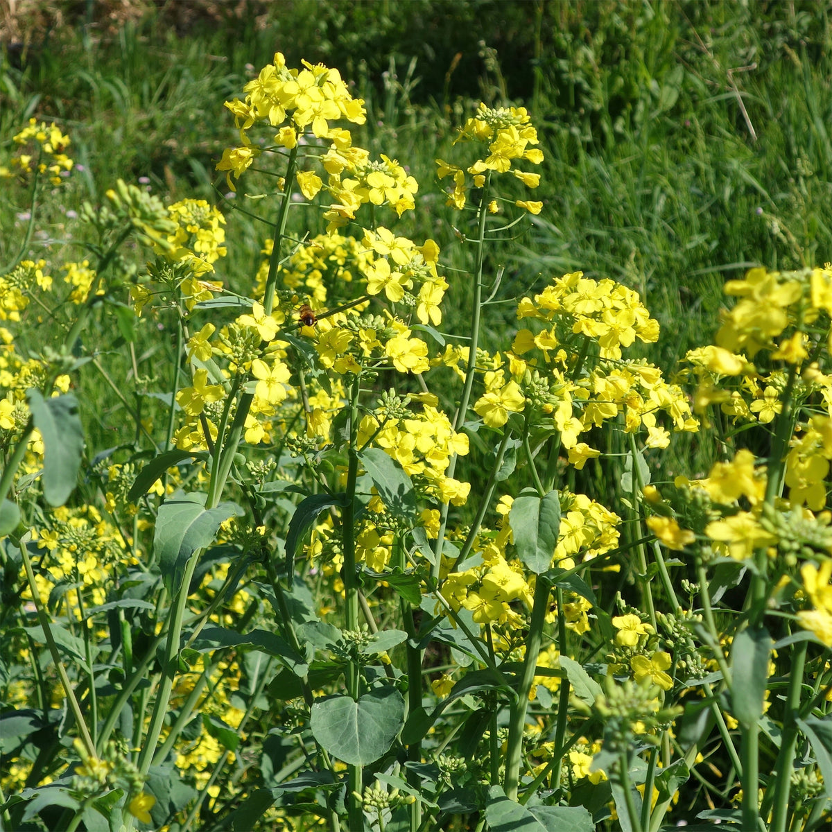 Barbarakraut - Barbarea verna - Willemse