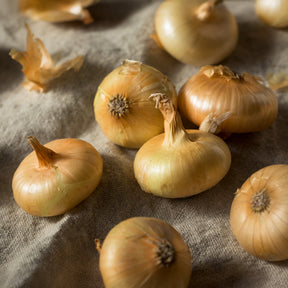 Gelbe Zwiebel ‘Paille des Vertus’ - Allium cepa Paille des Vertus - Willemse