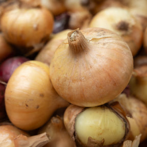 Gelbe Zwiebel ‘Paille des Vertus’ - Willemse