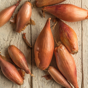 Schalotte Zebrune - Allium cepa -échalion Zebrune - Willemse