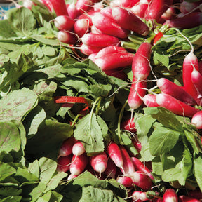 Samen für Radieschen - Radieschen - Collection 3 radis