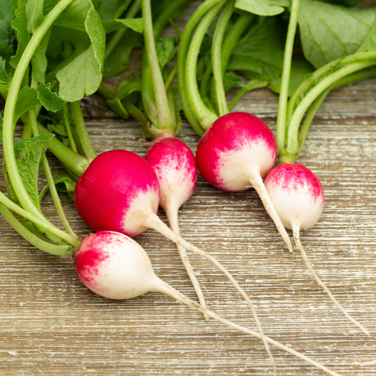 Runder Rettich National 3 - Willemse