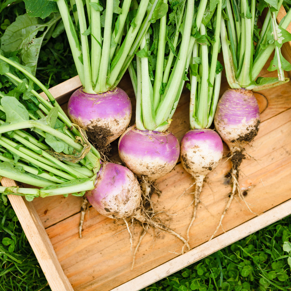 Norfolk-Rübe - Willemse