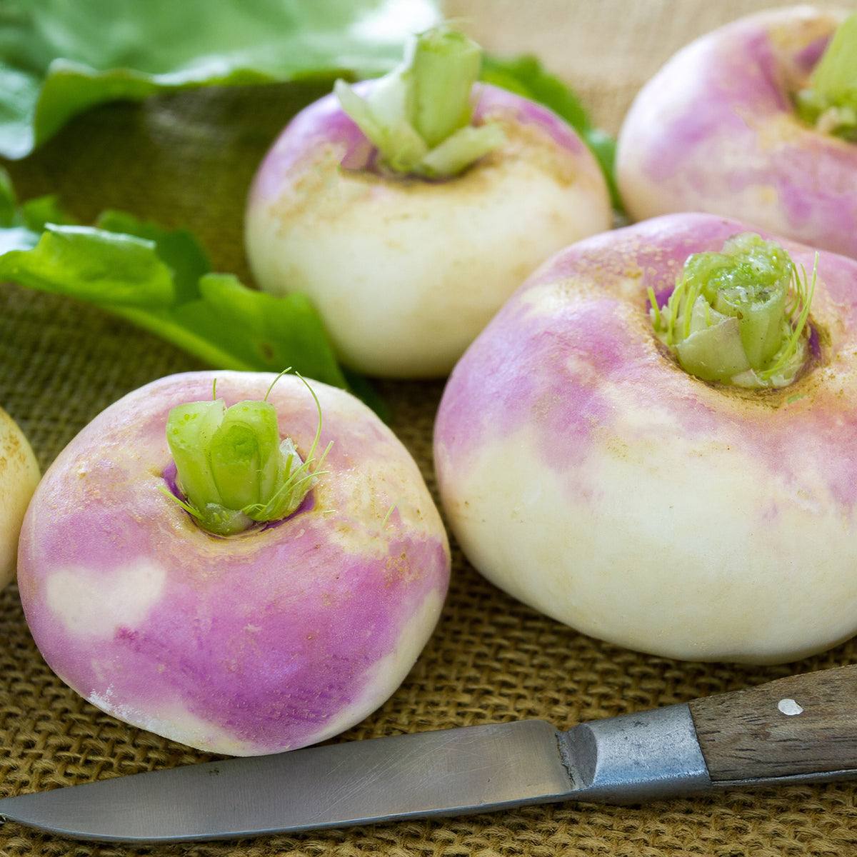 Mairübe-Navet Di Milano a colletto rosa - Brassica rapa de milan à collet rose - Willemse