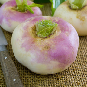 Mairübe ‘De Milan’ (rosa Hals) - Willemse