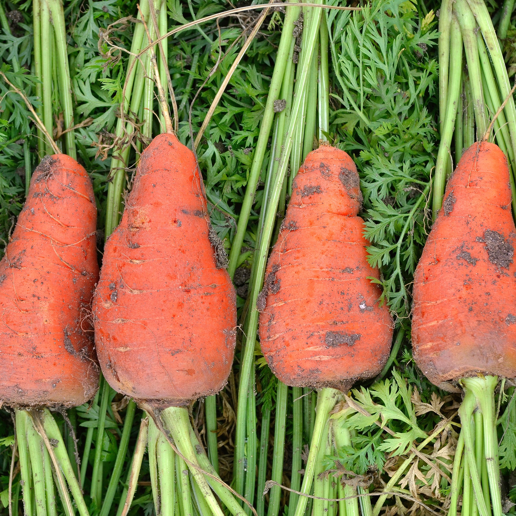 Möhre ‘De Chantenay à cœur rouge’ - Daucus carota de chantenay à coeur rouge - Willemse