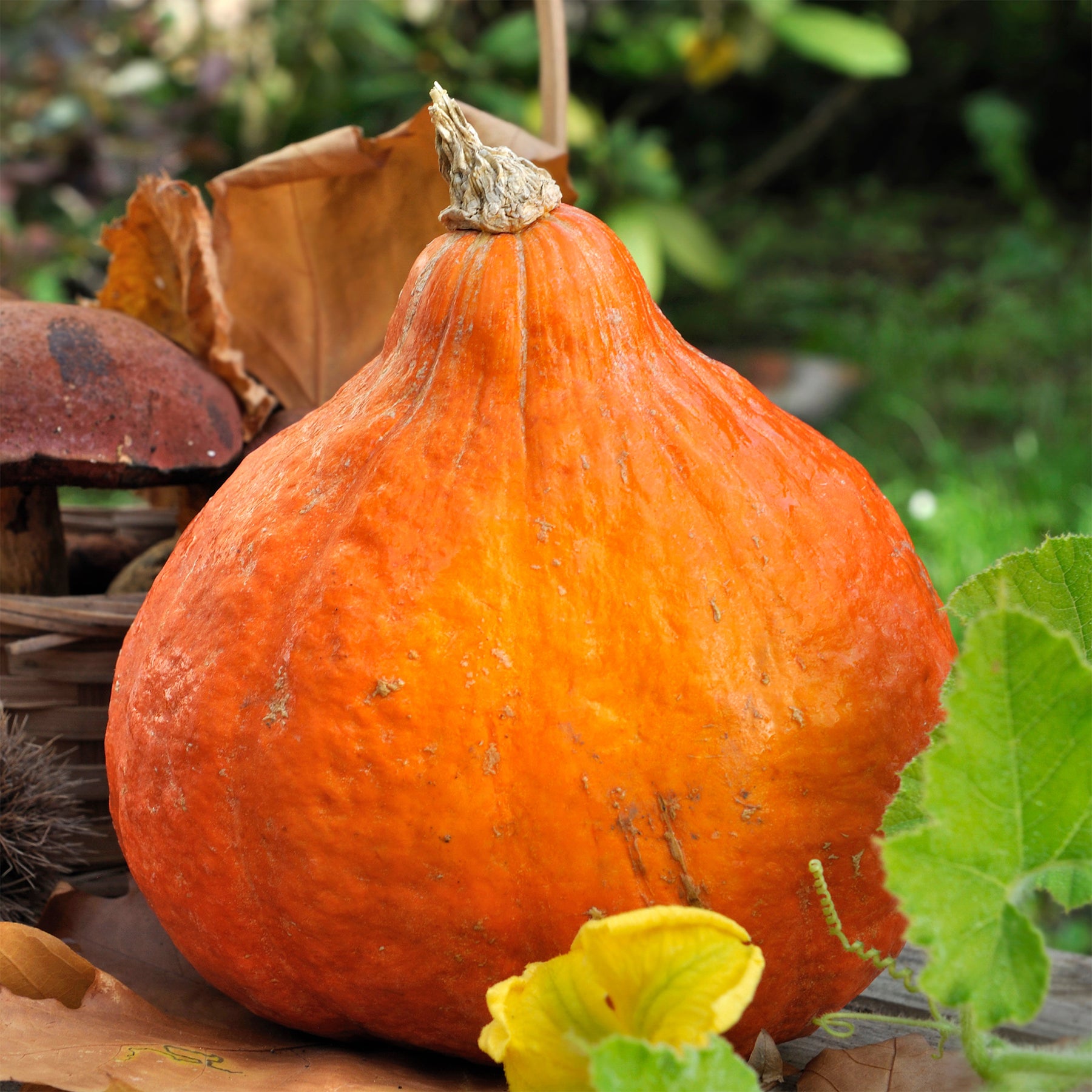 Kürbis Potimarron - Cucurbita maxima Potimarron - Willemse