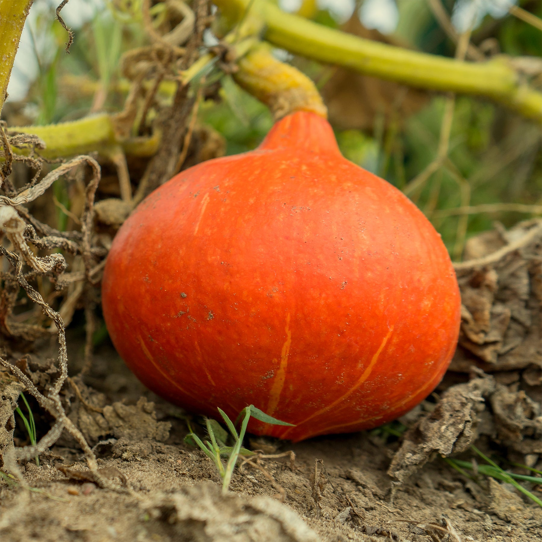 Kürbis Potimarron - Willemse