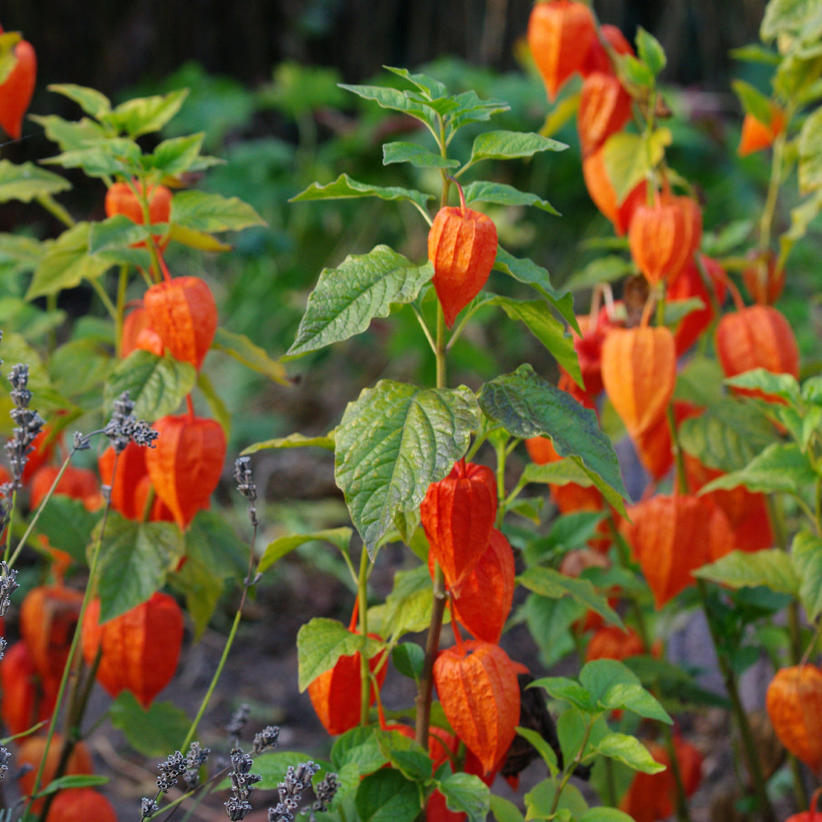 Kapstachelbeere - Physalis peruviana - Willemse