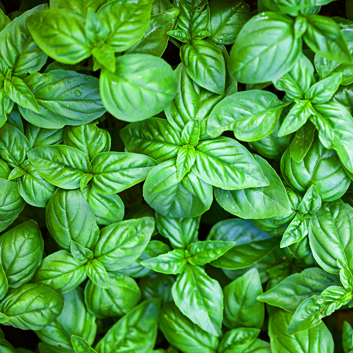 Basilikum - Basilikum Großes Grünes - Ocimum basilicum Grand Vert