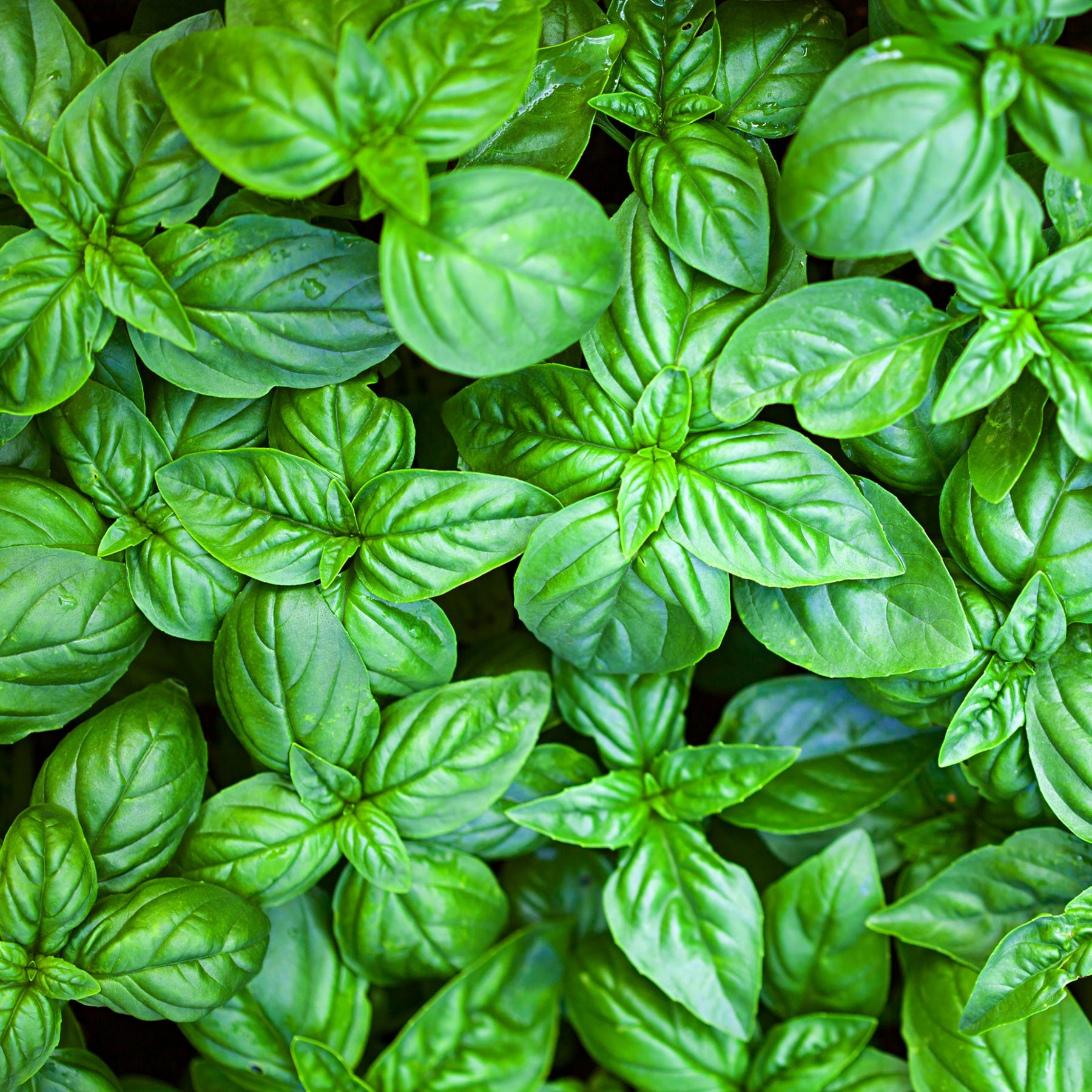 Kräuter Mischung (Petersilie, Basilikum, Kerbel, Schnittlauch)