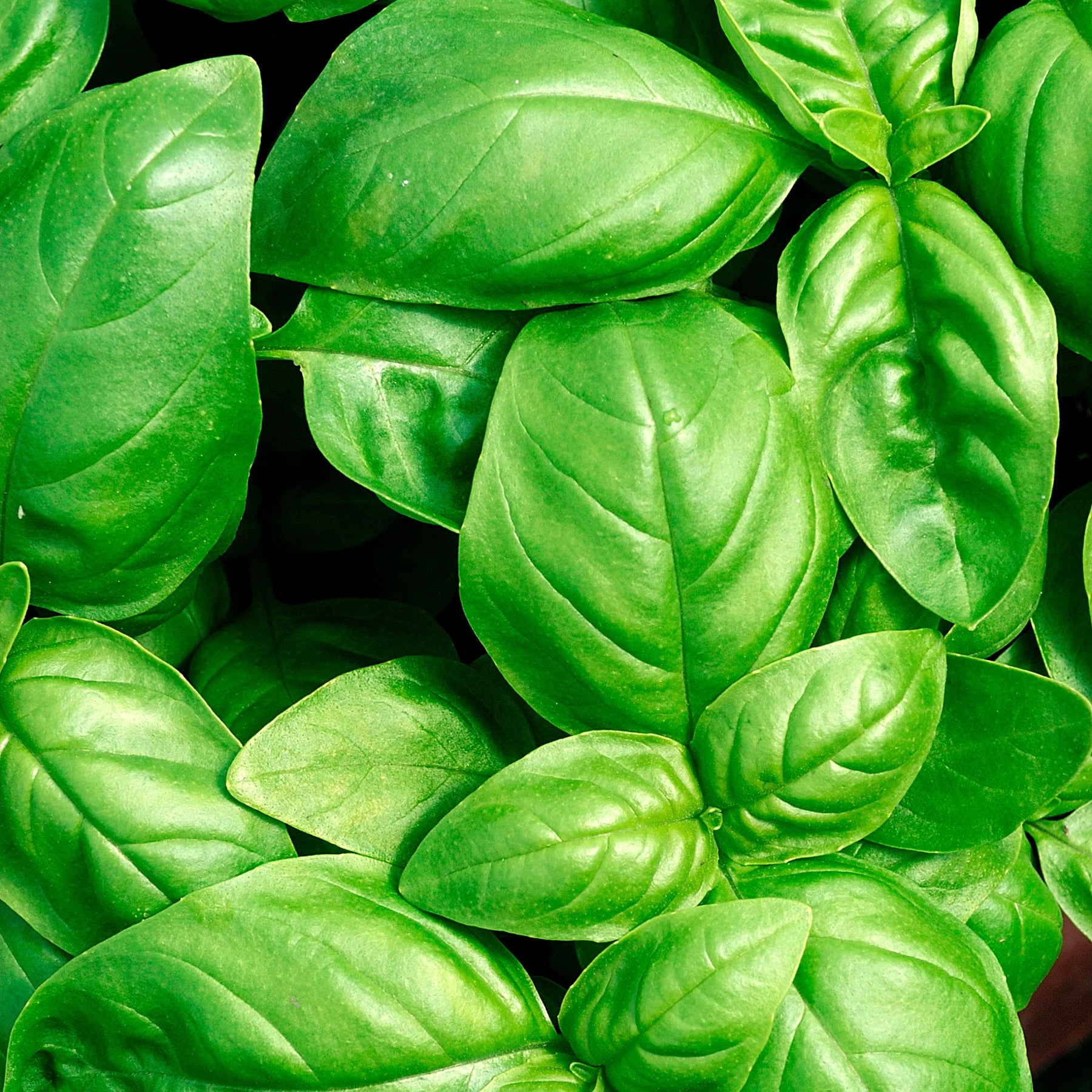 Ocimum basilicum Grand Vert - Basilikum Großes Grünes - Basilikum