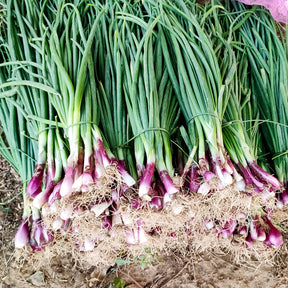 Winterzwiebel (Lauchzwiebel) ‘Commune Rouge’ - Willemse
