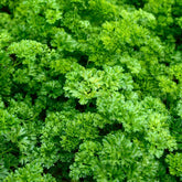 Krause Petersilie Dunkelgrün Bio - Willemse