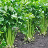 Apium graveolens - Schnittsellerie - Kräutersamen