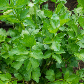 Schnittsellerie - Apium graveolens - Willemse