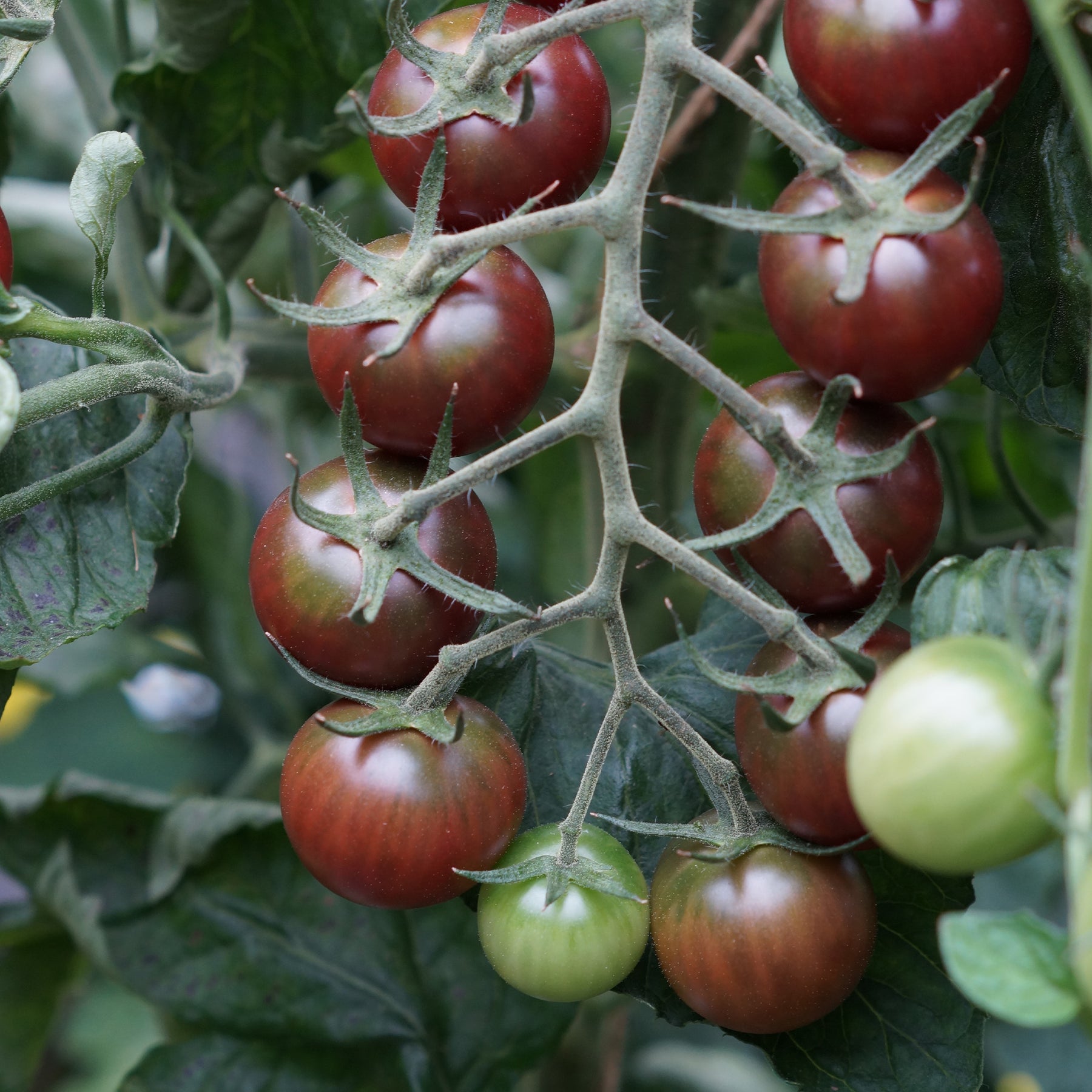 Verkauf Kirschtomate Sweet Baby - Solanum lycopersicum Sweet Baby