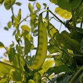 Erbse Bamby - Pisum sativum bamby (obt. gautier) - Willemse