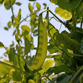 Erbse Bamby - Pisum sativum bamby (obt. gautier) - Willemse