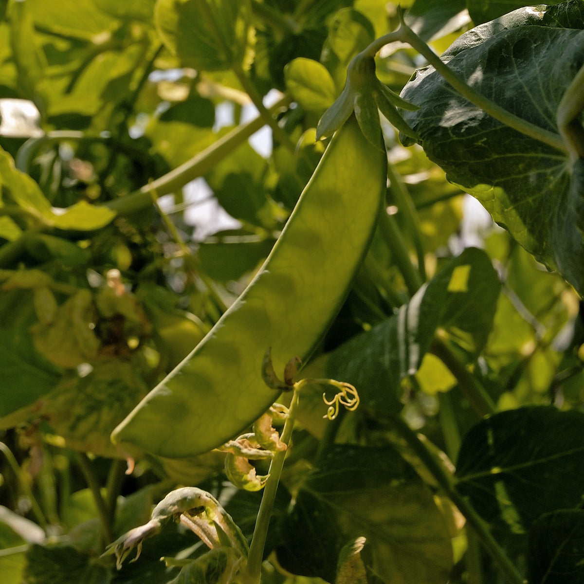 Erbse Bamby - Willemse