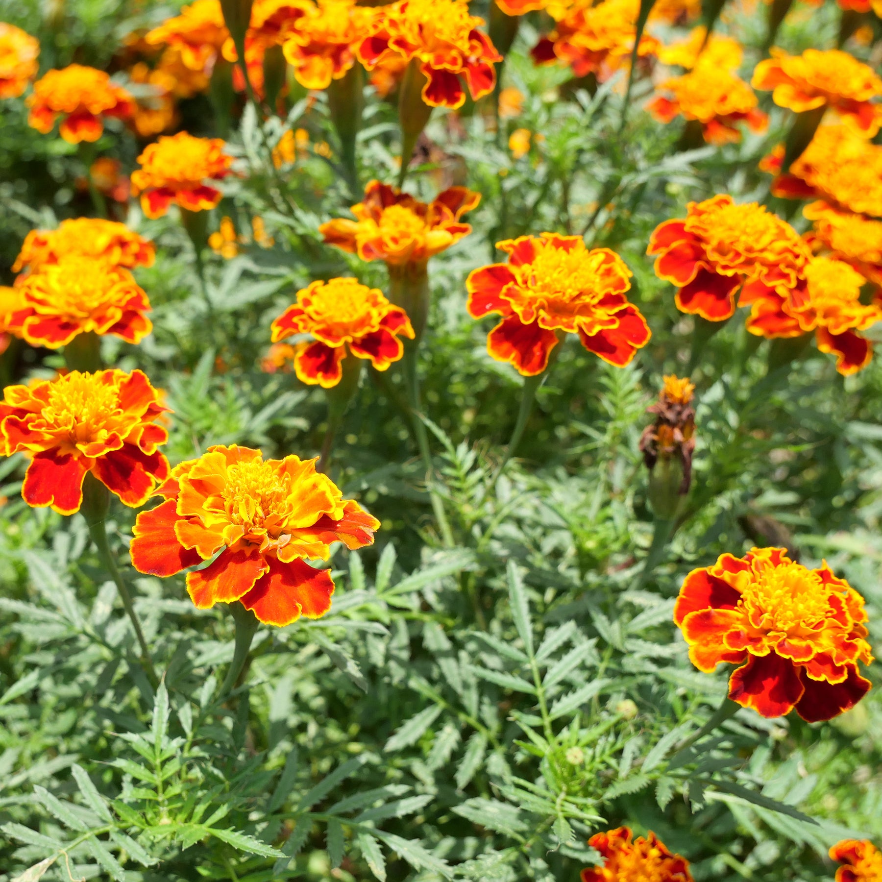 Studentenblume 'Honeycomb' - Willemse