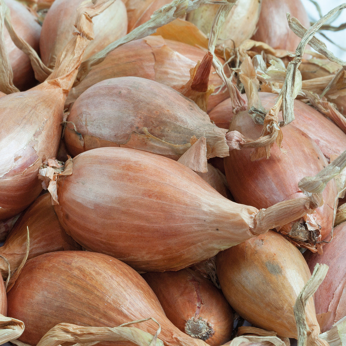 Jermor Schalotte - Willemse