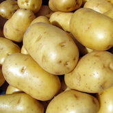 Kartoffel Bintje - Solanum tuberosum bintje - Willemse