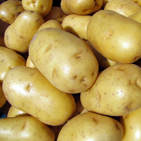 Kartoffel Bintje - Solanum tuberosum bintje - Willemse