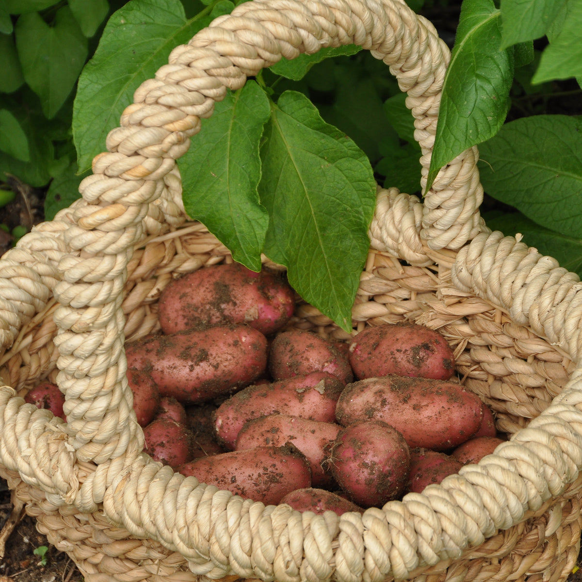 Kartoffel Rose de France (Cirielle) - Willemse