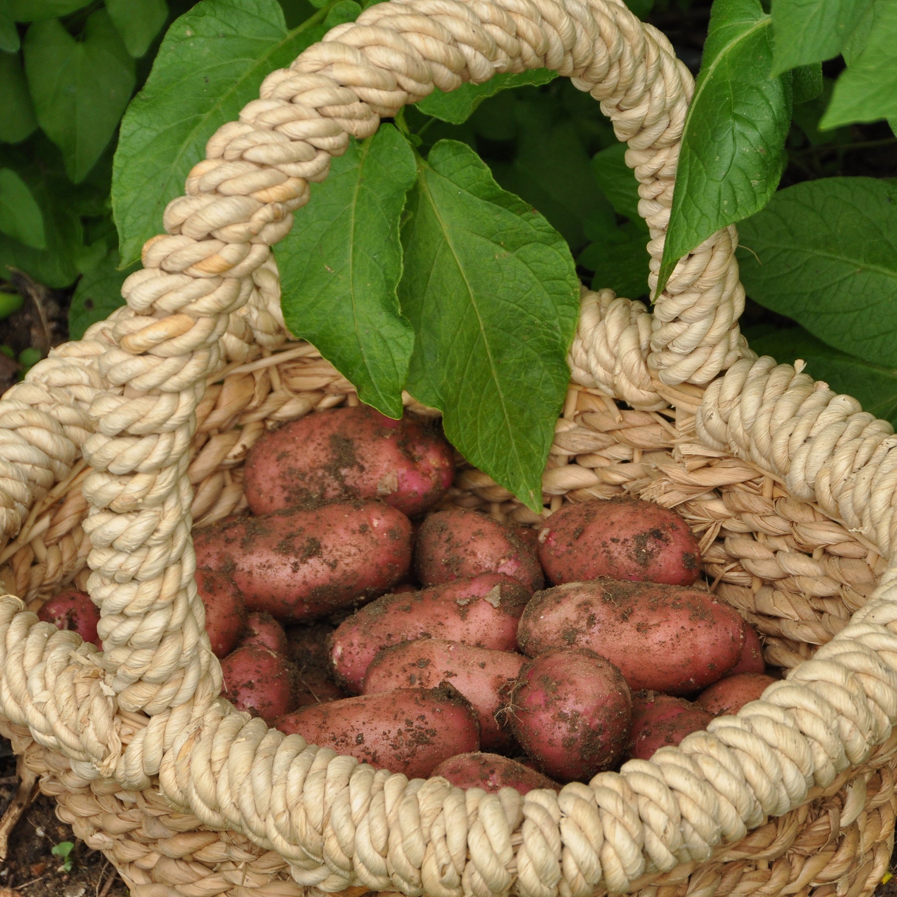 Kartoffel Rose de France (Cirielle) - Willemse