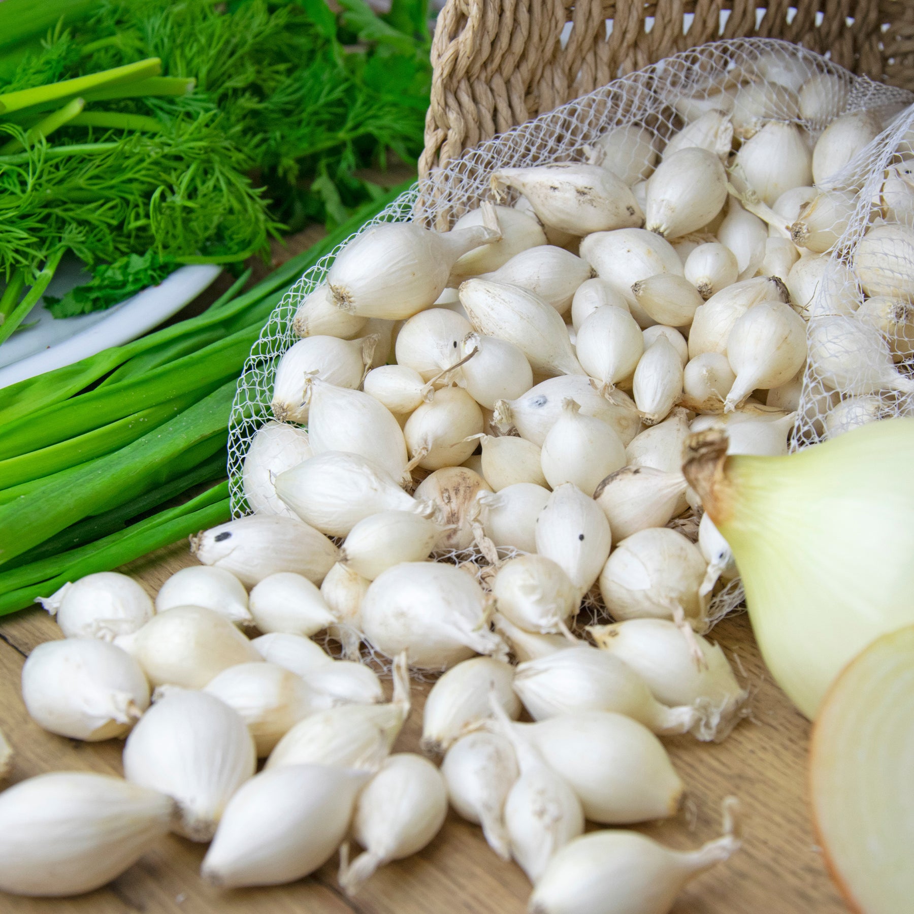 Allium cepa snowball, stuttgart, brunswick - Zwiebel-Kollektion ‘Snowball’, ‘Stuttgart’, ‘Brunswick’ (x3) - Zwiebelzwiebeln