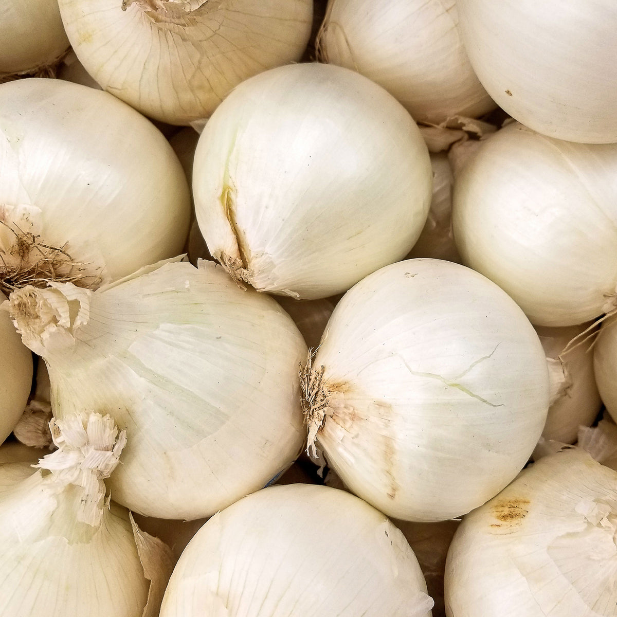 Zwiebelzwiebeln - Weiße Steckzwiebel Snowball - Allium cepa snowball