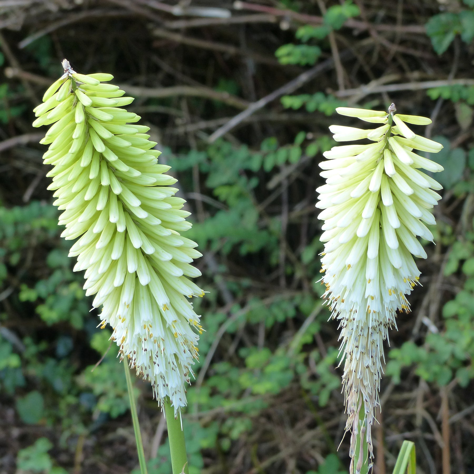 Kniphofia Ice Queen - Tritoma Ice Queen - Kniphofia