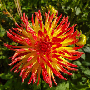 Dahlien-Zwiebeln - Kaktus-Dahlie Feuervogel (x3) - Dahlia cactus oiseau de feu
